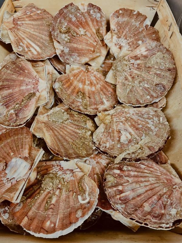 Les coquilles Saint Jacques à déguster au restaurant à Dieulefit : La Hotte